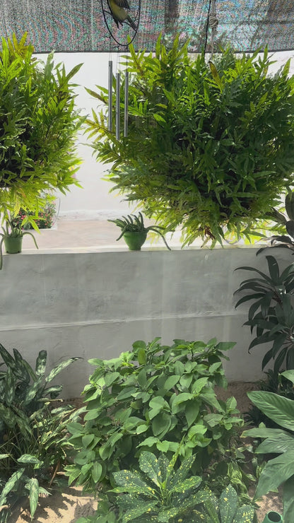 Sandona Iraca Hand Fan